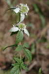 Loomis' mountainmint